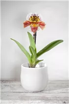 Paphiopedilum - Frauenschuh