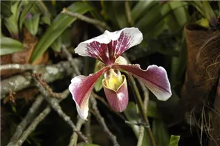 Paphiopedilum - Frauenschuh