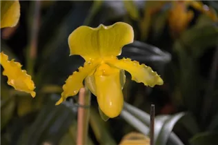 Paphiopedilum - Frauenschuh