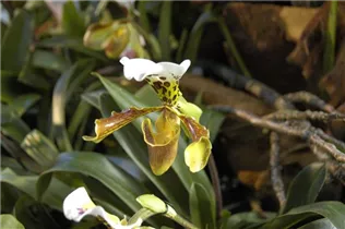 Paphiopedilum - Frauenschuh