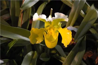 Paphiopedilum - Frauenschuh