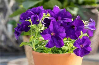 Petunia, violett - Petunia, violett Petunia, violett - Petunia, violett