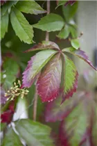 Parthenocissus quinquefolia - Wilder Wein Parthenocissus quinquefolia - Wilder Wein