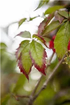 Parthenocissus quinquefolia - Wilder Wein Parthenocissus quinquefolia - Wilder Wein