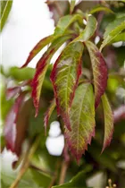 Parthenocissus quinquefolia - Wilder Wein Parthenocissus quinquefolia - Wilder Wein