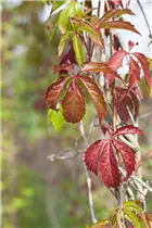 Parthenocissus quinquefolia 'Engelmannii' - Mauerwein 'Engelmannii' Parthenocissus quinquefolia 'Engelmannii' - Mauerwein 'Engelmannii'