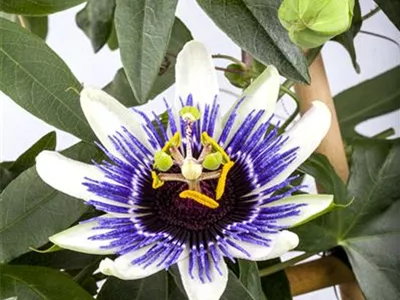 Passiflora caerulea - Blaue Passionsblume Passiflora caerulea - Blaue Passionsblume