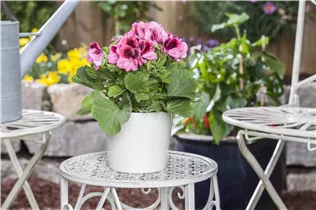 Pelargonium grandiflorum - Englische Geranie Pelargonium grandiflorum - Englische Geranie