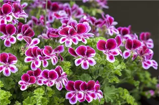 Pelargonium grandiflorum - Englische Geranie Pelargonium grandiflorum - Englische Geranie