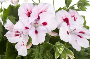 Pelargonium grandiflorum - Englische Geranie Pelargonium grandiflorum - Englische Geranie