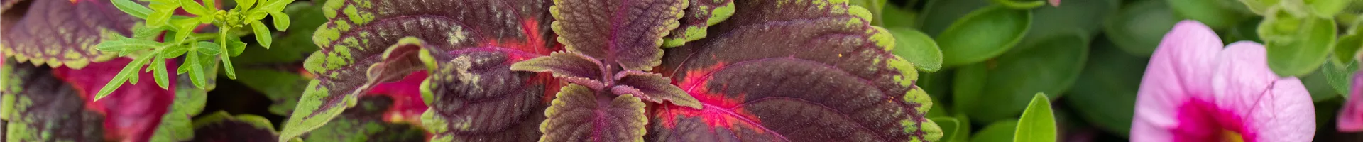 Coleus blumei 'Main Street Fifth Avenue' Coleus blumei 'Main Street Fifth Avenue'