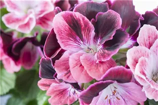 Pelargonium grandiflorum - Englische Geranie Pelargonium grandiflorum - Englische Geranie