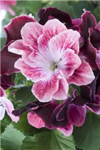 Pelargonium grandiflorum - Englische Geranie Pelargonium grandiflorum - Englische Geranie
