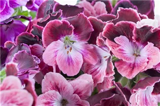 Pelargonium grandiflorum - Englische Geranie Pelargonium grandiflorum - Englische Geranie