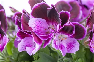 Pelargonium grandiflorum - Englische Geranie Pelargonium grandiflorum - Englische Geranie