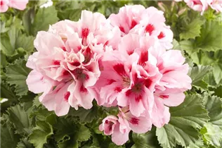 Pelargonium grandiflorum - Englische Geranie Pelargonium grandiflorum - Englische Geranie