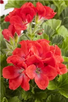 Pelargonium grandiflorum - Englische Geranie Pelargonium grandiflorum - Englische Geranie
