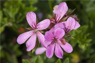 Pelargonium peltatum - Hängegeranie