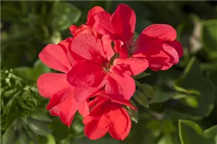 Pelargonium peltatum, rot - Pelargonium peltatum, rot