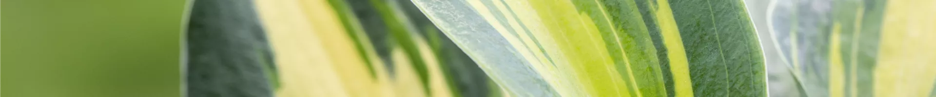 Hosta, gelbbunt Hosta, gelbbunt