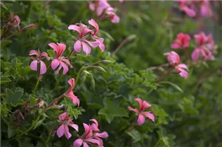 Pelargonium peltatum - Hängegeranie