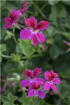 Pelargonium peltatum - Hängegeranie