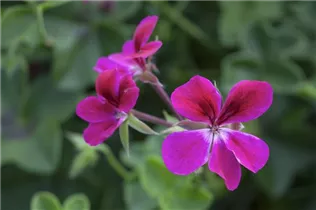 Pelargonium peltatum - Hängegeranie