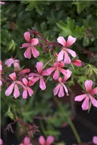 Pelargonium peltatum - Hängegeranie