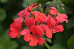 Pelargonium peltatum, rot - Pelargonium peltatum, rot