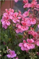 Pelargonium peltatum - Hängegeranie