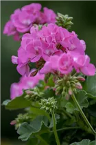 Pelargonium zonale - Zonal-Pelargonie