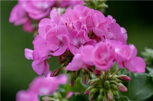 Pelargonium zonale - Zonal-Pelargonie