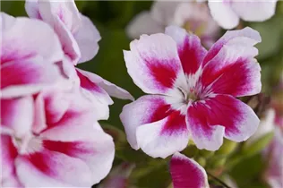 Pelargonium zonale - Zonal-Pelargonie
