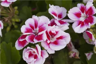 Pelargonium zonale - Zonal-Pelargonie