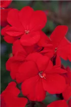 Pelargonium zonale - Zonal-Pelargonie