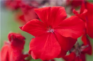 Pelargonium zonale - Zonal-Pelargonie