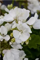 Pelargonium zonale - Zonal-Pelargonie