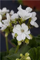 Pelargonium zonale - Zonal-Pelargonie