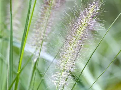 Pennisetum alopecuroides - Asiatisches Federborstengras Pennisetum alopecuroides - Asiatisches Federborstengras