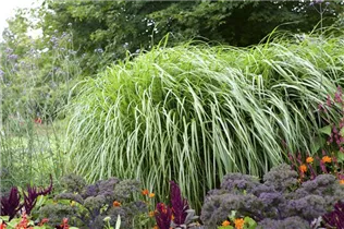 Pennisetum alopecuroides - Asiatisches Federborstengras Pennisetum alopecuroides - Asiatisches Federborstengras