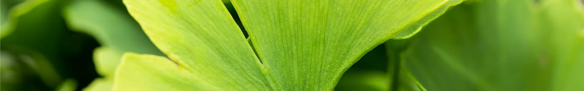 Ginkgo biloba Ginkgo biloba