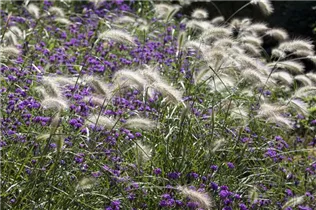 Pennisetum alopecuroides - Asiatisches Federborstengras Pennisetum alopecuroides - Asiatisches Federborstengras
