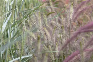 Pennisetum alopecuroides 'Hameln' - Garten-Federborstengras 'Hameln'