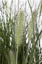 Pennisetum alopecuroides 'Hameln' - Garten-Federborstengras 'Hameln'