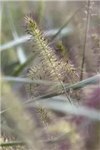 Pennisetum alopecuroides 'Hameln' - Garten-Federborstengras 'Hameln'