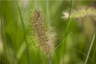 Pennisetum alopecuroides 'Hameln' - Garten-Federborstengras 'Hameln'