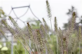 Pennisetum alopecuroides 'Hameln' - Garten-Federborstengras 'Hameln'