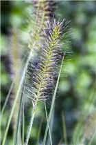 Pennisetum alopecuroides 'Hameln' - Garten-Federborstengras 'Hameln'