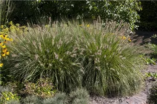 Pennisetum alopecuroides 'Hameln' - Garten-Federborstengras 'Hameln'