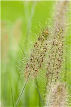 Pennisetum alopecuroides 'Hameln' - Garten-Federborstengras 'Hameln'